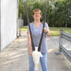 16" Gemsbok Skull with 34" Horns - $160