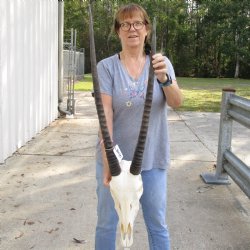 15" Gemsbok Skull with 27" & 30" Horns - $150