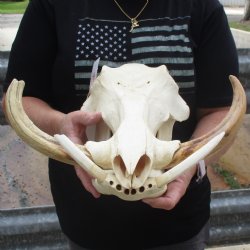 14" African Warthog Skull with 10" Ivory Tusks - $195