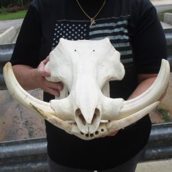 15" African Warthog Skull with 9" Ivory Tusks - $175