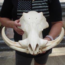 15" African Warthog Skull with 8" & 9" Ivory Tusks - $175