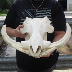 Huge 16" African Warthog Skull with 10" Ivory Tusks - $195