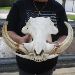 15" African Warthog Skull with 10" & 11" Ivory Tusks - $205