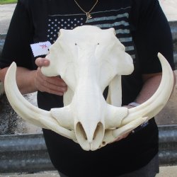 15" African Warthog Skull with 10" Ivory Tusks - $195