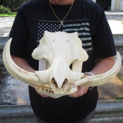 15" African Warthog Skull with 10" & 11" Ivory Tusks - $205