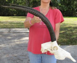 Authentic Female Sable Skull with 29" Horns - $200