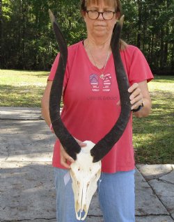 26 inch African Nyala Horns and Skull for sale $195