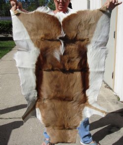 Genuine African Springbok Skin 38-1/2x28 inches - $57