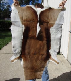 Genuine African Springbok Skin 40x28 inches - $57