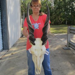 30" Horns on 19" Male Eland Skull - $195