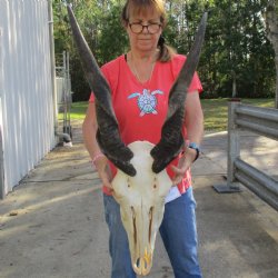 28" Horns on 20" Male Eland Skull - $195