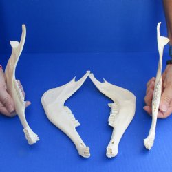 4 Blesbok Jaw Bones, 9" - $25