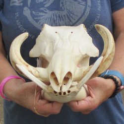 12" African Warthog Skull with 7" Ivory Tusks - $135