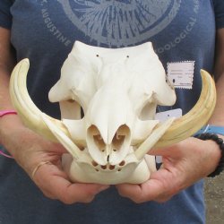 12" African Warthog Skull with 7" Ivory Tusks - $125