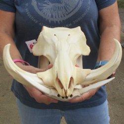 13" African Warthog Skull with 8" Ivory Tusks - $145