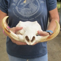 14" African Warthog TOP Skull with 8" Ivory Tusks - $115