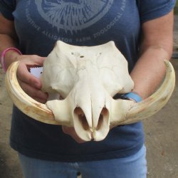 14" African Warthog TOP Skull with 7" Ivory Tusks - $95