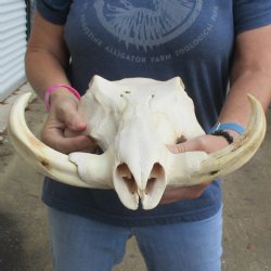 14" African Warthog TOP Skull with 7" Ivory Tusks - $105