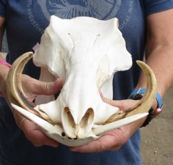 Authentic 14 inch long African Warthog Skull for sale with 7 inch Ivory tusks - Buy now for $135