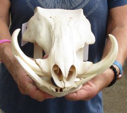 Real 14 inch long African Warthog Skull for sale with 7 inch Ivory tusks - $135