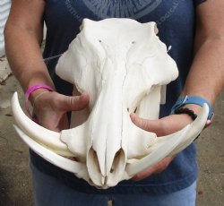 Buy this 14 inch long African Warthog Skull with 7 inch Ivory tusks for $135