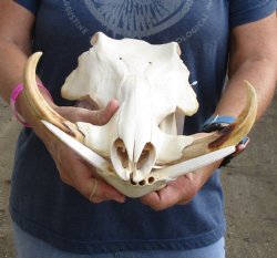 Authentic 14 inch long African Warthog Skull for sale with 8 inch Ivory tusks - Buy now for $145