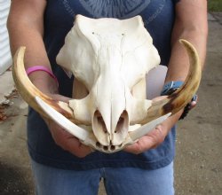 Buy this 14 inch long African Warthog Skull with 8 inch Ivory tusks for $145