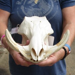 Real 13 inch long African Warthog Skull for sale with 5-3/4 inch Ivory tusks - $115