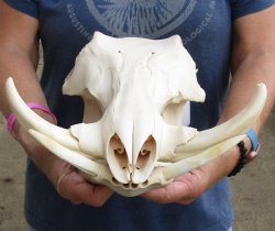 Real 14 inch long African Warthog Skull for sale with 7 inch Ivory tusks - $135