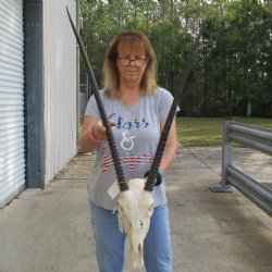 14" Gemsbok Skull with 30" Horns - $150