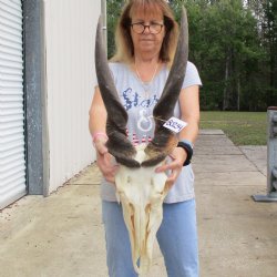 30" Horns on 17" Male Eland Skull - $150