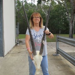 16" Gemsbok Skull with 35" Horns - $150