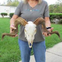 11" African Merino Ram/Sheep Skull with 29" Horns - $180 