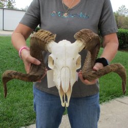 10" African Merino Ram/Sheep Skull with 29" & 32" Horns - $190 