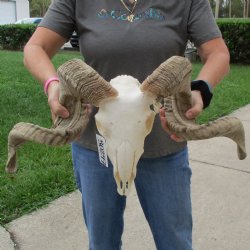 11" African Merino Ram/Sheep Skull with 30" & 31" Horns - $190 