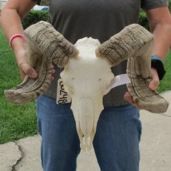 12" African Merino Ram/Sheep Skull with 24" Horns - $155 