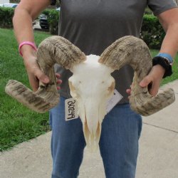 11" African Merino Ram/Sheep Skull with 28" Horns - $180 