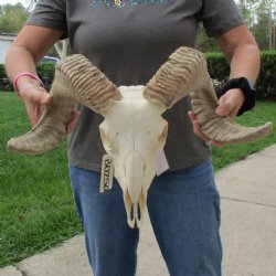 10" African Merino Ram/Sheep Skull with 21" & 22" Horns - $155 