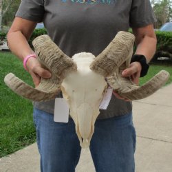 11" African Merino Ram/Sheep Skull with 29" Horns - $190 