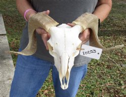 Buy this Authentic African Merino Ram/Sheep Skull with 17 inch Horns for $125