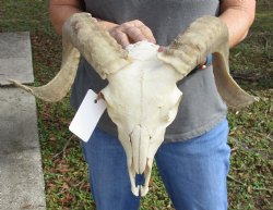 Buy this Authentic African Merino Ram/Sheep Skull with 16 and 18 inch Horns for $125