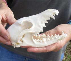  For Sale African Black-Backed Jackal Skull, 6 inches $90