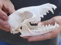  For Sale African Black-Backed Jackal Skull, 6 inches $90