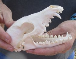  For Sale African Black-Backed Jackal Skull, 6 inches $90