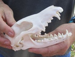  African Black-Backed Jackal Skull, 6 inches, available for purchase $90