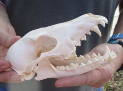  African Black-Backed Jackal Skull, 6 inches, available for purchase $90