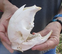 For Sale Cape Porcupine Skull measuring 5-1/2 inches long - $80