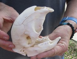 For Sale Cape Porcupine Skull measuring 5 inches long - $80