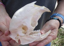 Cape Porcupine Skull measuring 5-1/2 inches long, available for purchase - $80