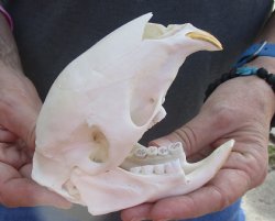 Cape Porcupine Skull measuring 5-1/4 inches long, available for purchase - $80